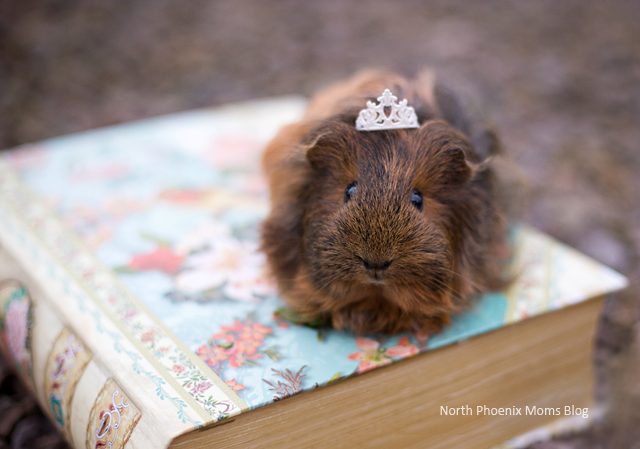 sparkles-the-guinea-pig-north-phoenix-moms-blog-how-to-photograph-your-pets-copy