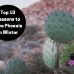 Top 10 Reasons to Love Phoenix in Winter-2-2