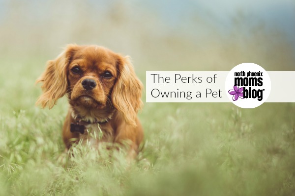owning a pet