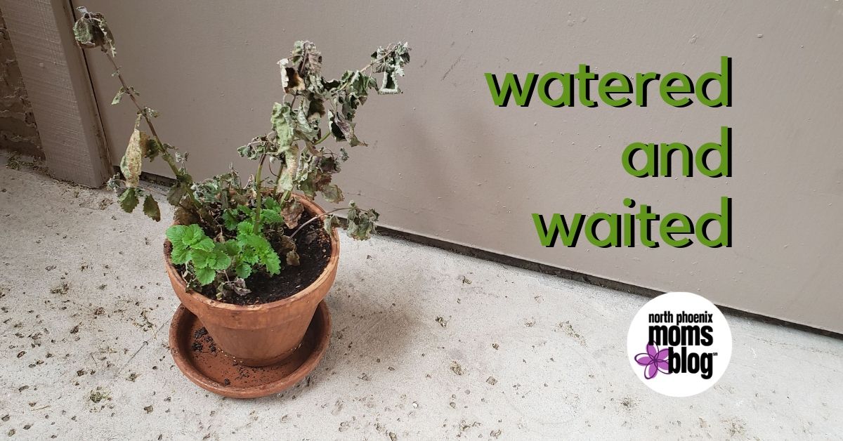 watered and waited