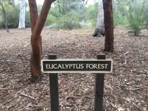 sign for the Eucalyptus forest inside Boyce Thompson Arboretum, a great day trip around Phoenix