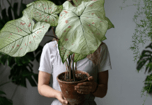 A lady holding a beautiful green plant up in front of her face.