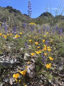 wildflowers in yellow and purple on a mountainside- hunting for these is a great spring bucket list activity